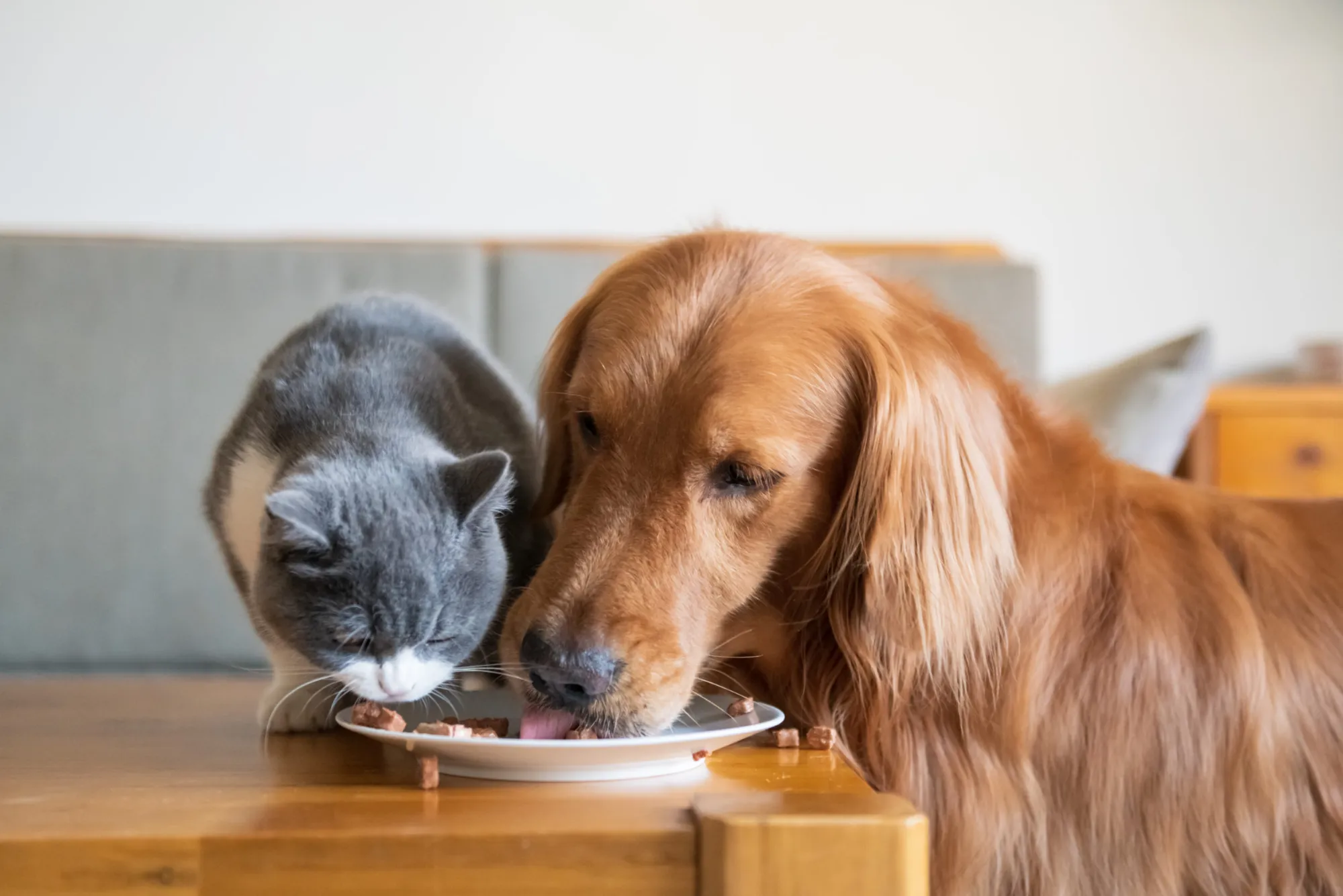 Can Dogs Eat Cat Food