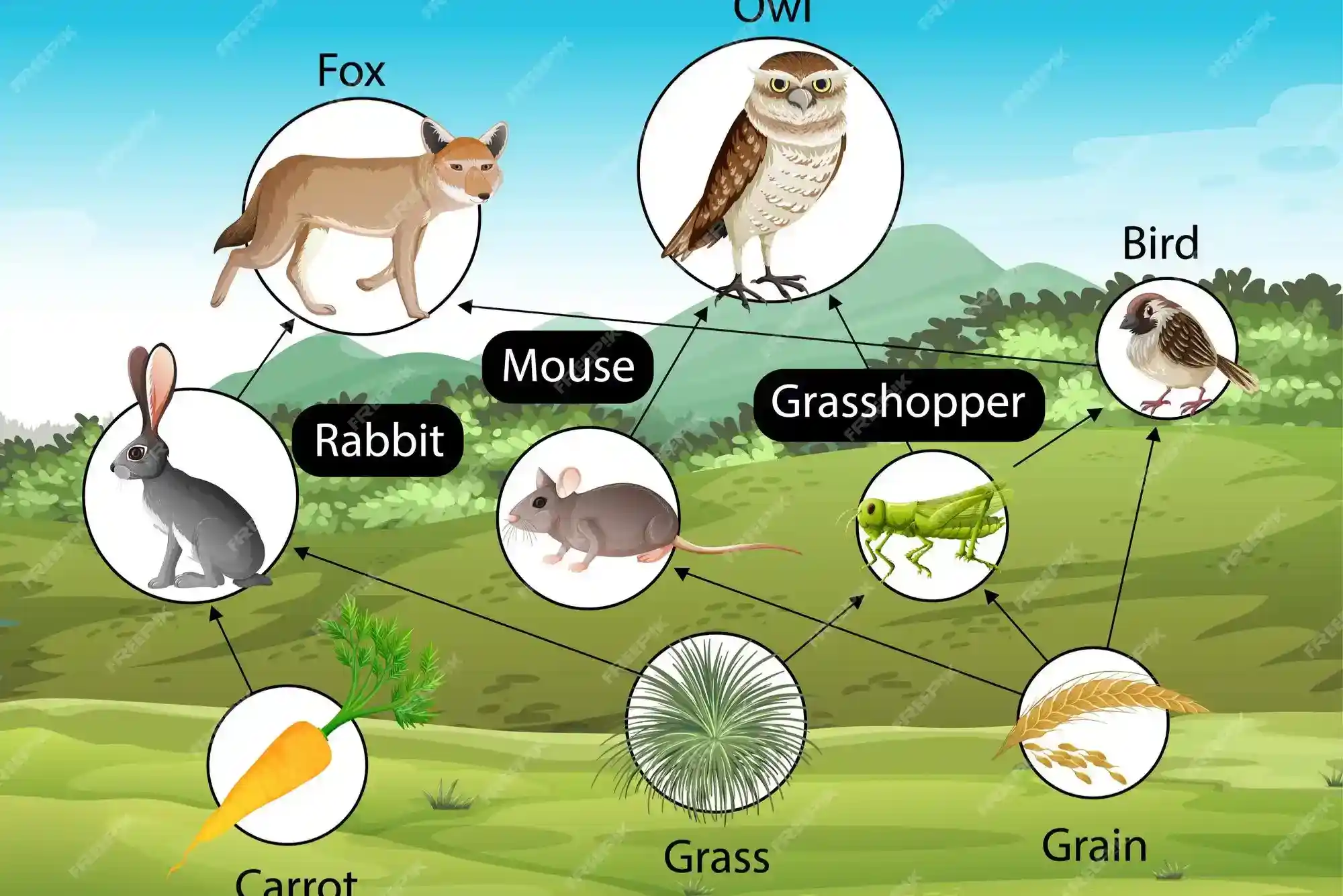 What Is a Food Web?